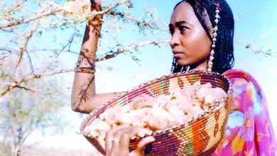 تصنيع المواد الخام هو مخرج أفريقيا نحو العافية الاقتصادية :<br>لماذا يصدر  السودان  الصمغ العربي كمادة خام ؟ 5 المسار نيوز تصنيع المواد الخام هو مخرج أفريقيا نحو العافية الاقتصادية :<br>لماذا يصدر  السودان  الصمغ العربي كمادة خام ؟