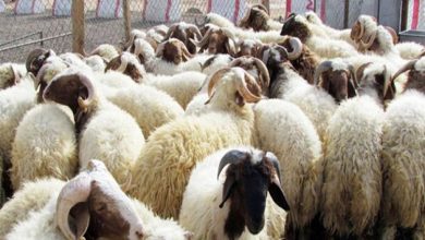 القضارف: (9.5) مليون دولار صادرات الماشية لشهر أبريل 6 المسار نيوز القضارف: (9.5) مليون دولار صادرات الماشية لشهر أبريل