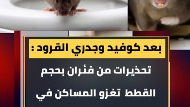 المسار نيوز بعد كوفيد وجدري القرود :<br>تحذيرات من فئران بحجم القطط تغزو المساكن في المملكة المتحدة
