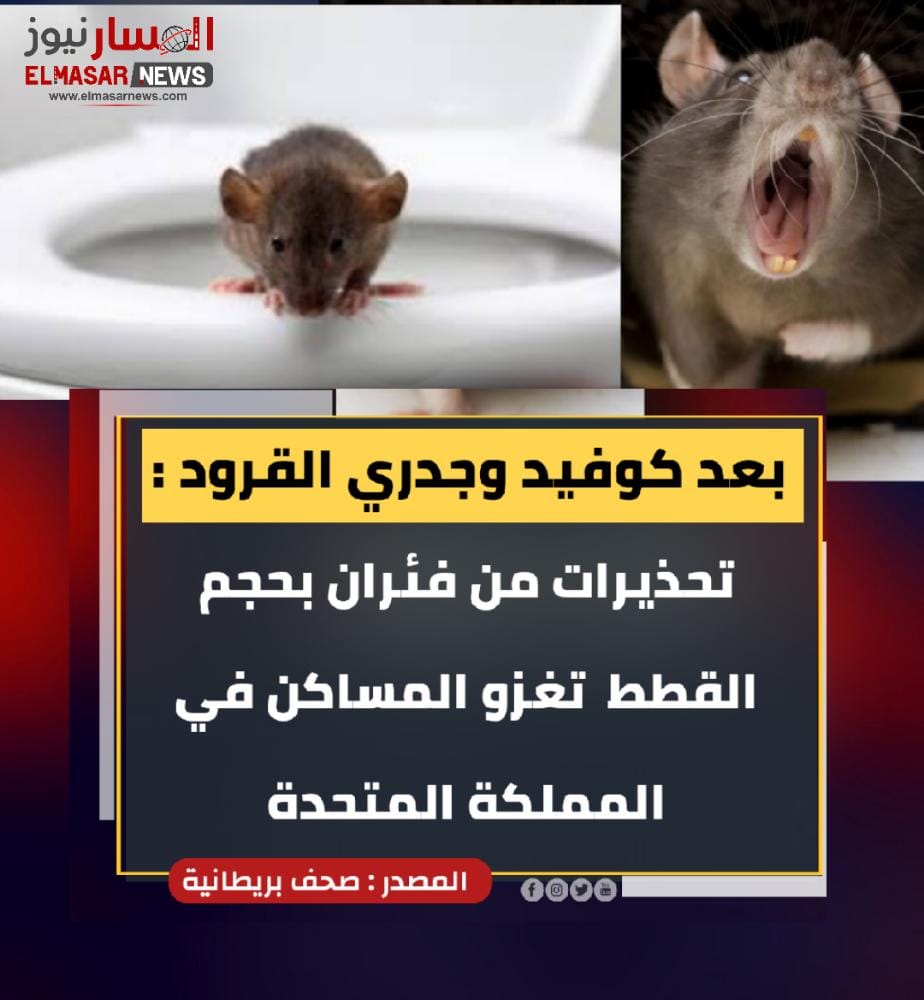 بعد كوفيد وجدري القرود :<br>تحذيرات من فئران بحجم القطط تغزو المساكن في المملكة المتحدة 1 المسار نيوز بعد كوفيد وجدري القرود :<br>تحذيرات من فئران بحجم القطط تغزو المساكن في المملكة المتحدة