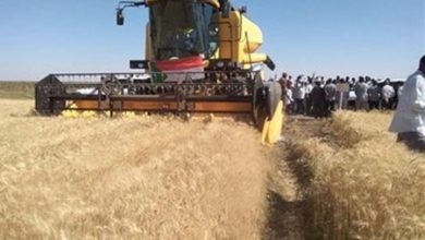 وزارة الزراعة : من يتحدثون عن حدوث مجاعه لهم مآرب 5 المسار نيوز وزارة الزراعة : من يتحدثون عن حدوث مجاعه لهم مآرب