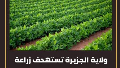 ولاية الجزيرة تستهدف زراعة أكثر من 1.4مليون فدان مطري الموسم الحالي. 3 المسار نيوز ولاية الجزيرة تستهدف زراعة أكثر من 1.4مليون فدان مطري الموسم الحالي.