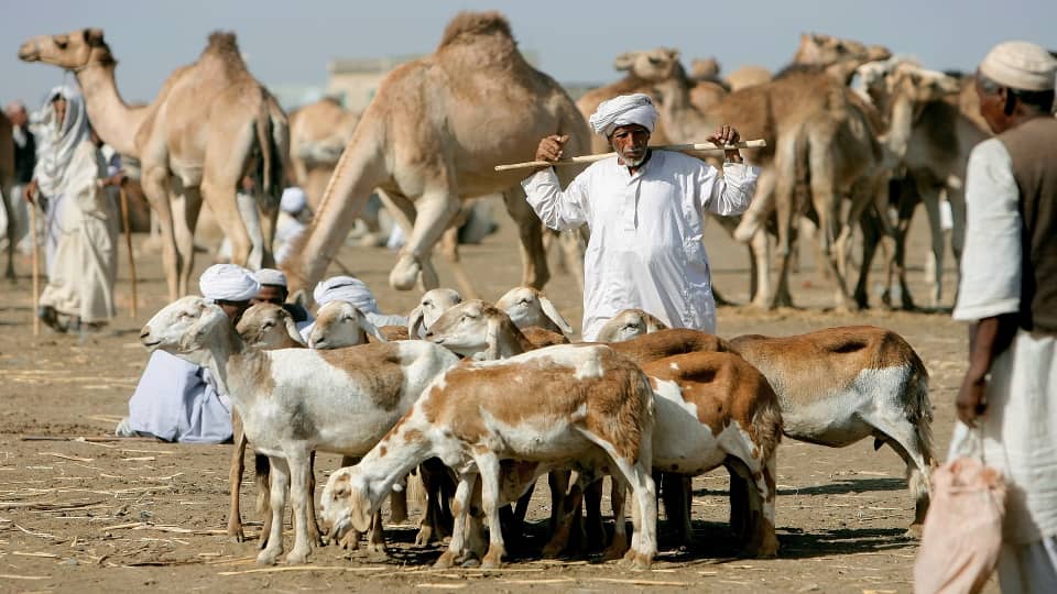 تعهدات حكومية بمعالجة مشاكل صادر اللحوم. 1 المسار نيوز تعهدات حكومية بمعالجة مشاكل صادر اللحوم.
