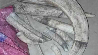 ضبط (24) قطعة سن فيل نادرة في طريقها للخرطوم. 6 المسار نيوز ضبط (24) قطعة سن فيل نادرة في طريقها للخرطوم.