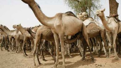 إحباط تهريب (ابل) يحظر القانون تصديرها 5 المسار نيوز إحباط تهريب (ابل) يحظر القانون تصديرها