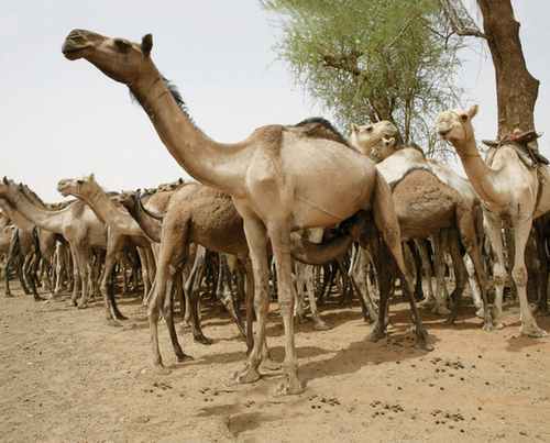 إحباط تهريب (ابل) يحظر القانون تصديرها 1 المسار نيوز إحباط تهريب (ابل) يحظر القانون تصديرها