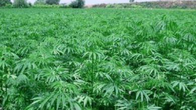 مكافحة المخدرات بكسلا تضبط مزرعة لزراعة نبات الشاشمندي المخدر 3 المسار نيوز مكافحة المخدرات بكسلا تضبط مزرعة لزراعة نبات الشاشمندي المخدر