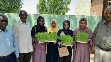 زراعة الإسلامية تحقق فتحاً جديداً في إنتاج الأعلاف 2 المسار نيوز زراعة الإسلامية تحقق فتحاً جديداً في إنتاج الأعلاف