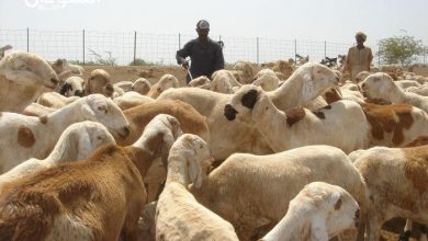 الحكومة تتعهد بتوفير الخدمآت البيطرية للرعاة 3 المسار نيوز الحكومة تتعهد بتوفير الخدمآت البيطرية للرعاة
