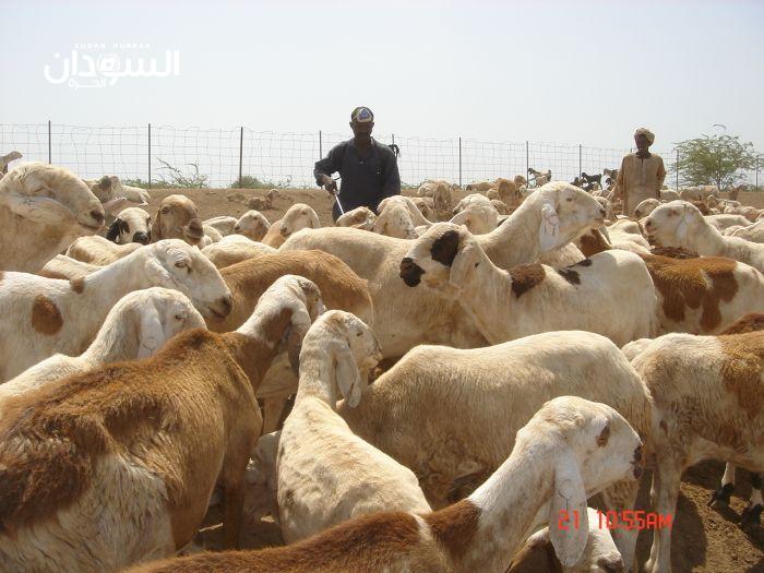الحكومة تتعهد بتوفير الخدمآت البيطرية للرعاة 1 المسار نيوز الحكومة تتعهد بتوفير الخدمآت البيطرية للرعاة
