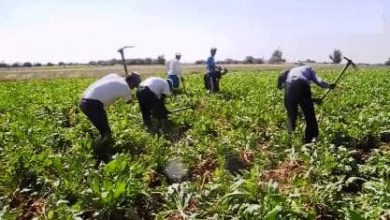 (الافات) تهدد الموسم الزراعي في السودان بالفشل 3 المسار نيوز (الافات) تهدد الموسم الزراعي في السودان بالفشل