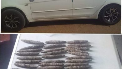 مكافحة المخدرات فرعية جبل أولياء تضبط متهمين بحوزتهم (38)رأس حشيش(بنقو) داخل عربة 4 المسار نيوز مكافحة المخدرات فرعية جبل أولياء تضبط متهمين بحوزتهم (38)رأس حشيش(بنقو) داخل عربة