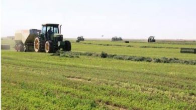 مشروع تطوير الزراعة يوفر 700 مليون جنيه لصغار المنتجين بـ(4) ولايات 2 المسار نيوز مشروع تطوير الزراعة يوفر 700 مليون جنيه لصغار المنتجين بـ(4) ولايات