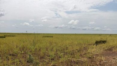 بدء حصاد محصول السمسم بولاية القضارف 2 المسار نيوز بدء حصاد محصول السمسم بولاية القضارف