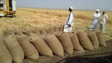 بداية حصاد السمسم بالقضارف وسط تفاؤل كبير 3 المسار نيوز بداية حصاد السمسم بالقضارف وسط تفاؤل كبير