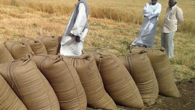 الحكومة تعلن عن محفظة مالية لزراعة مليون فدان من القمح 4 المسار نيوز الحكومة تعلن عن محفظة مالية لزراعة مليون فدان من القمح