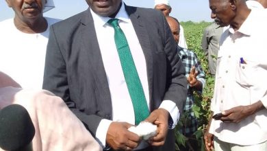 السودان يستعد لحصاد( 42) الف فدان قطن 4 المسار نيوز السودان يستعد لحصاد( 42) الف فدان قطن