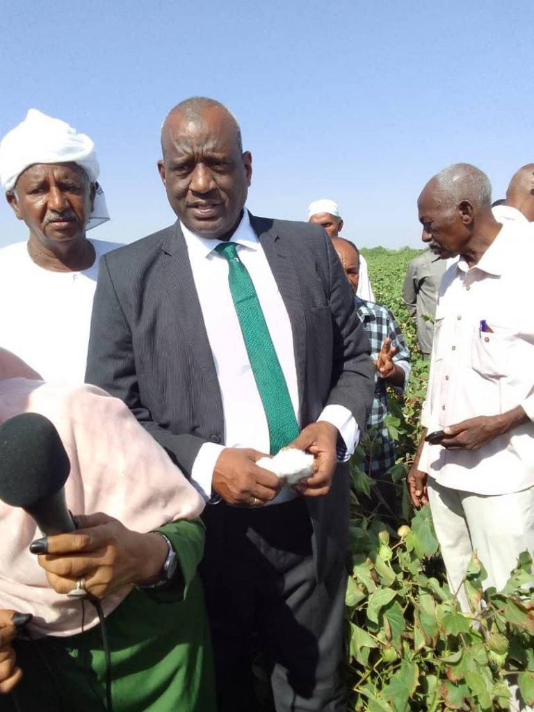 السودان يستعد لحصاد( 42) الف فدان قطن 1 المسار نيوز السودان يستعد لحصاد( 42) الف فدان قطن