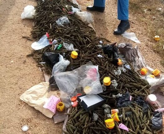 الشرطة تبيد( 4000) رأس حشيش”بنقو” 1 المسار نيوز الشرطة تبيد( 4000) رأس حشيش”بنقو”