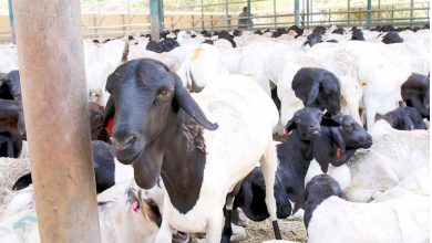 السودان يشارك في قمة الثروة الحيوانية بفرنسا 3 المسار نيوز السودان يشارك في قمة الثروة الحيوانية بفرنسا