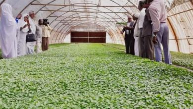 إقامة أكبر مشتل لإنتاج شتول الخضر بالسودان بالجزيرة 5 المسار نيوز إقامة أكبر مشتل لإنتاج شتول الخضر بالسودان بالجزيرة