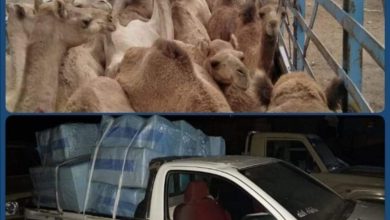 ضبط إبل مهربة خارج البلاد ومستحضرات تجميل 2 المسار نيوز ضبط إبل مهربة خارج البلاد ومستحضرات تجميل