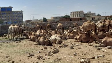 مكافحة التهريب تضبط (136) رأس من إبل مهربة خارج البلاد 6 المسار نيوز مكافحة التهريب تضبط (136) رأس من إبل مهربة خارج البلاد