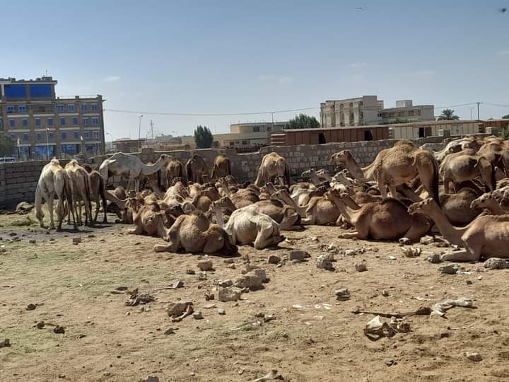 مكافحة التهريب تضبط (136) رأس من إبل مهربة خارج البلاد 1 المسار نيوز مكافحة التهريب تضبط (136) رأس من إبل مهربة خارج البلاد