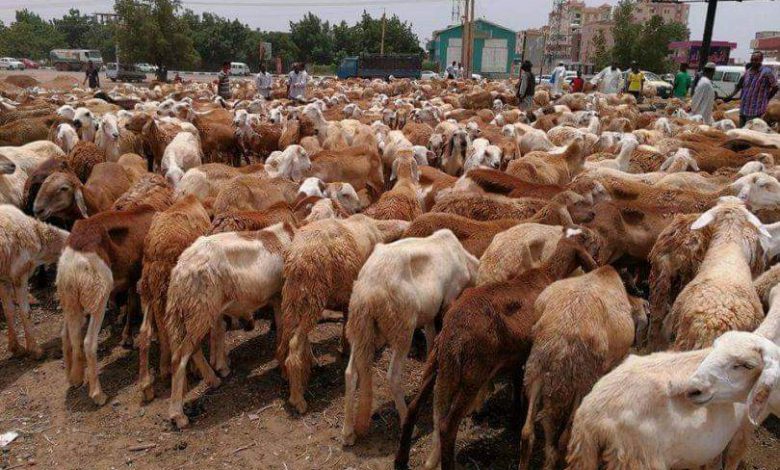 الثروة الحيوانية تدعو لتنظيم تنقل الماشية بين دول الايقاد 1 المسار نيوز الثروة الحيوانية تدعو لتنظيم تنقل الماشية بين دول الايقاد