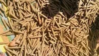 ضبط اجانب ينشطون في ترويج المخدرات 6 المسار نيوز ضبط اجانب ينشطون في ترويج المخدرات
