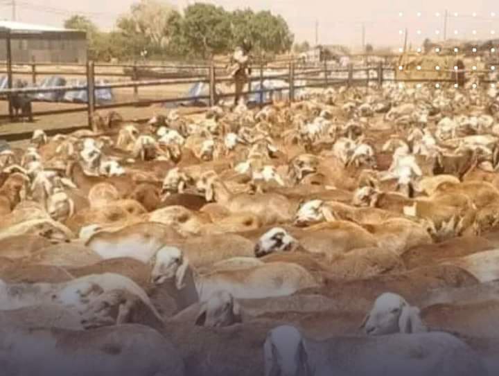 السعودية تعيد باخرة مواشي سودانية 1 المسار نيوز السعودية تعيد باخرة مواشي سودانية
