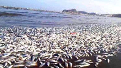 نفوق جماعي للاسماك بالبحر الأحمر يثير المخاوف بالسودان 2 المسار نيوز نفوق جماعي للاسماك بالبحر الأحمر يثير المخاوف بالسودان