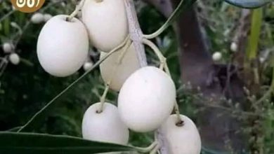 ليبيا تحصل على شهادة تسجيل الزيتون الأبيض 4 المسار نيوز ليبيا تحصل على شهادة تسجيل الزيتون الأبيض