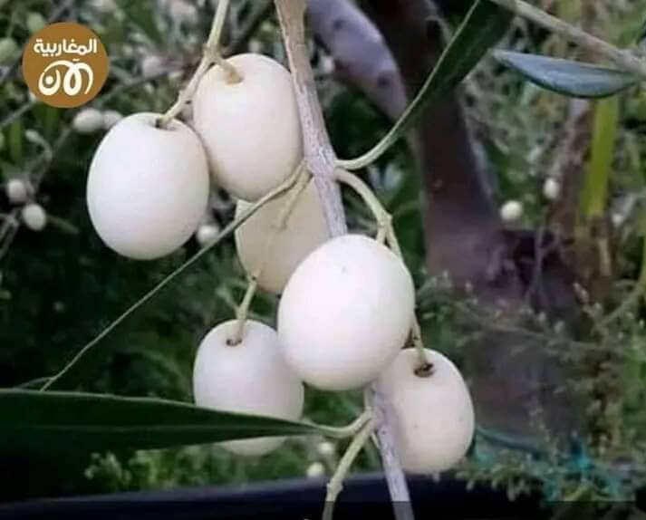 ليبيا تحصل على شهادة تسجيل الزيتون الأبيض 1 المسار نيوز ليبيا تحصل على شهادة تسجيل الزيتون الأبيض