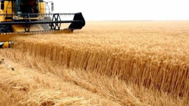 مسؤول بمشروع الجزيرة : مؤهلون لتوفير 50% من إحتياجات السودان للقمح 3 المسار نيوز مسؤول بمشروع الجزيرة : مؤهلون لتوفير 50% من إحتياجات السودان للقمح