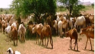 ارتفاع معدلات الاعتداء على المراعي بولاية القضارف 8 المسار نيوز ارتفاع معدلات الاعتداء على المراعي بولاية القضارف