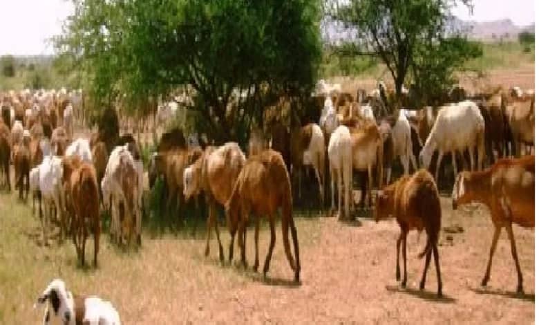 ارتفاع معدلات الاعتداء على المراعي بولاية القضارف 1 المسار نيوز ارتفاع معدلات الاعتداء على المراعي بولاية القضارف