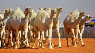 السلطات الإثيوبية تسلم الجانب السوداني (٧١) رأس من الإبل المفقودة 4 المسار نيوز السلطات الإثيوبية تسلم الجانب السوداني (٧١) رأس من الإبل المفقودة