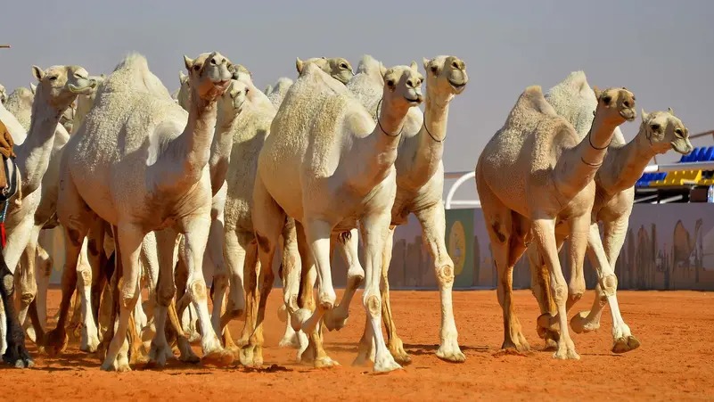 السلطات الإثيوبية تسلم الجانب السوداني (٧١) رأس من الإبل المفقودة 1 المسار نيوز السلطات الإثيوبية تسلم الجانب السوداني (٧١) رأس من الإبل المفقودة