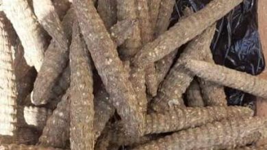 ضبط 1296 راس حشيش بحوزة مروج خطير 2 المسار نيوز ضبط 1296 راس حشيش بحوزة مروج خطير
