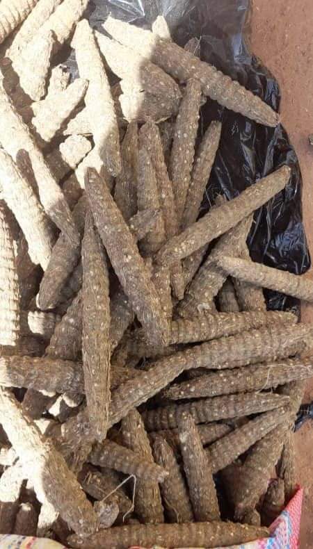 ضبط 1296 راس حشيش بحوزة مروج خطير 1 المسار نيوز ضبط 1296 راس حشيش بحوزة مروج خطير