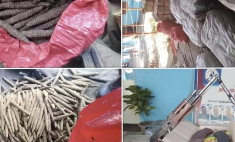 ضبط (855)رأس حشيش وملابس (قوقو) وسلاح بجنوب دارفور 1 المسار نيوز ضبط (855)رأس حشيش وملابس (قوقو) وسلاح بجنوب دارفور