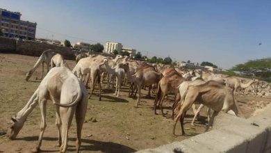 إحباط محاولة تهريب 76 رأس من الإبل لدولة مجاورة 2 المسار نيوز إحباط محاولة تهريب 76 رأس من الإبل لدولة مجاورة