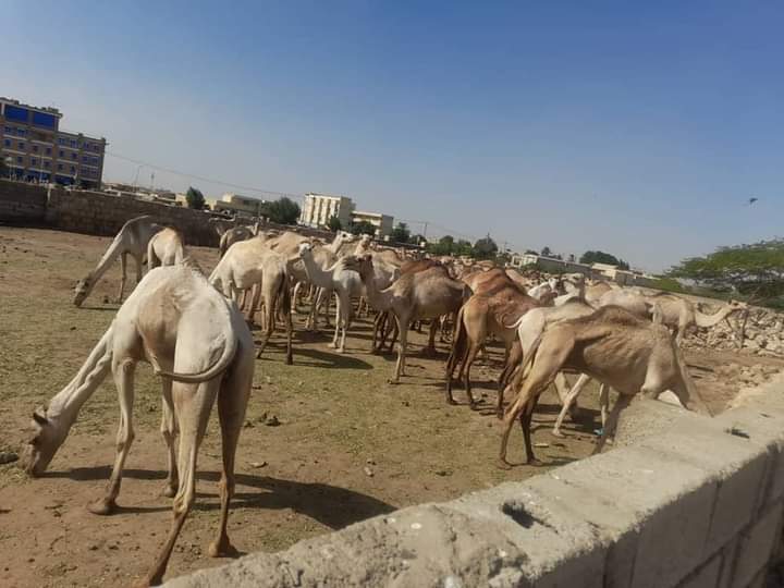 إحباط محاولة تهريب 76 رأس من الإبل لدولة مجاورة 1 المسار نيوز إحباط محاولة تهريب 76 رأس من الإبل لدولة مجاورة