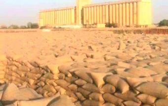 انخفاض في وارد السمسم ورفض البيع ببورصة المحاصيل بالقضارف 3 المسار نيوز انخفاض في وارد السمسم ورفض البيع ببورصة المحاصيل بالقضارف