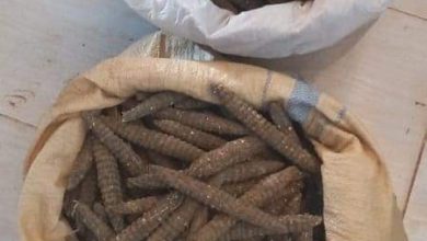 ضبط 719 راس حشيش (بنقو) بمحلية الخوي بغرب كردفان 6 المسار نيوز ضبط 719 راس حشيش (بنقو) بمحلية الخوي بغرب كردفان
