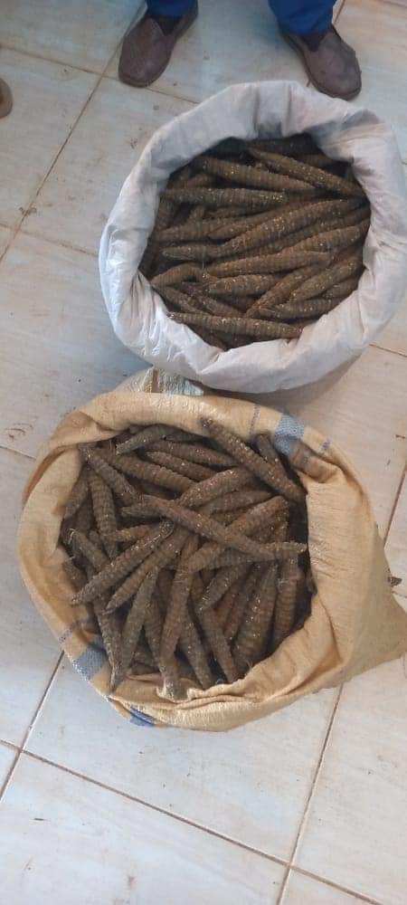 ضبط 719 راس حشيش (بنقو) بمحلية الخوي بغرب كردفان 1 المسار نيوز ضبط 719 راس حشيش (بنقو) بمحلية الخوي بغرب كردفان