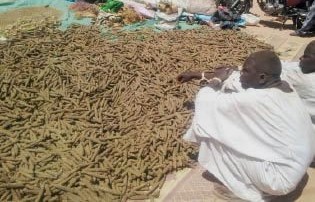 ضبط (496) رأس بنقو بجنوب دارفور 5 المسار نيوز ضبط (496) رأس بنقو بجنوب دارفور