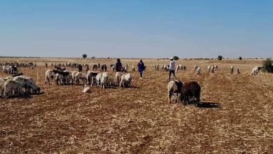 محجر لصادر الماشية بالجزيرة بسعة 30 ألف رأس 4 المسار نيوز محجر لصادر الماشية بالجزيرة بسعة 30 ألف رأس