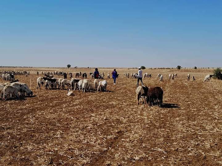 محجر لصادر الماشية بالجزيرة بسعة 30 ألف رأس 1 المسار نيوز محجر لصادر الماشية بالجزيرة بسعة 30 ألف رأس